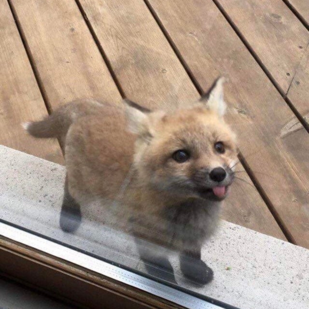 Meet your Posher, Tracie